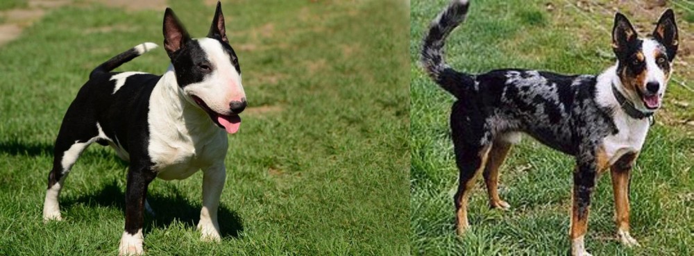 German Coolie vs Bull Terrier Miniature - Breed Comparison