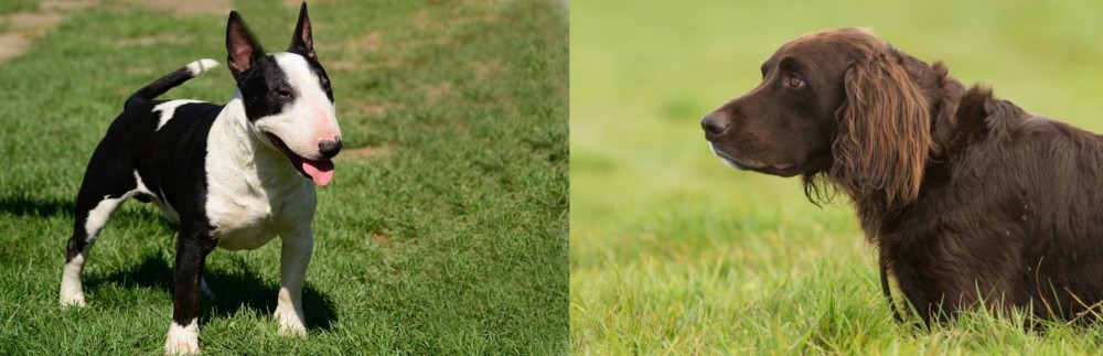 German Longhaired Pointer vs Bull Terrier Miniature - Breed Comparison