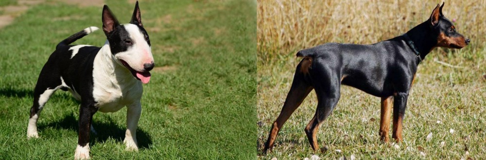 German Pinscher vs Bull Terrier Miniature - Breed Comparison