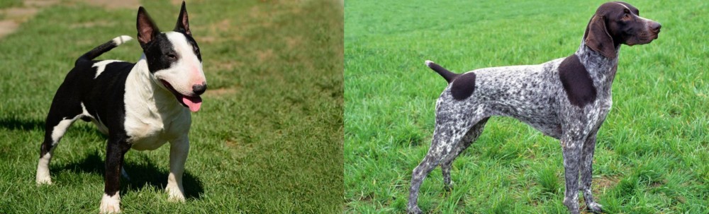 German Shorthaired Pointer vs Bull Terrier Miniature - Breed Comparison