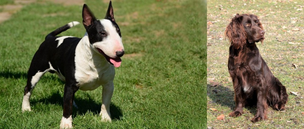 German Spaniel vs Bull Terrier Miniature - Breed Comparison