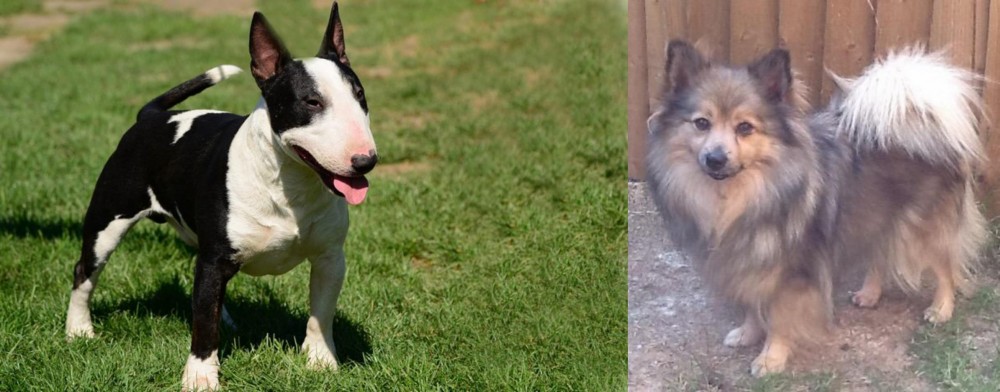 German Spitz (Mittel) vs Bull Terrier Miniature - Breed Comparison