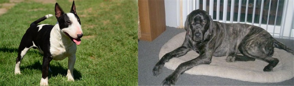 Giant Maso Mastiff vs Bull Terrier Miniature - Breed Comparison