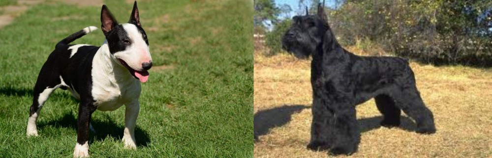Giant Schnauzer vs Bull Terrier Miniature - Breed Comparison