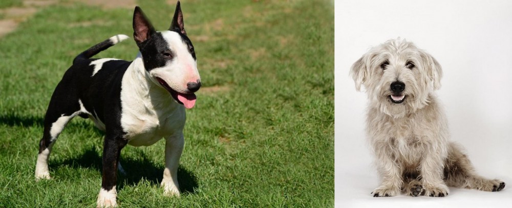 Glen of Imaal Terrier vs Bull Terrier Miniature - Breed Comparison