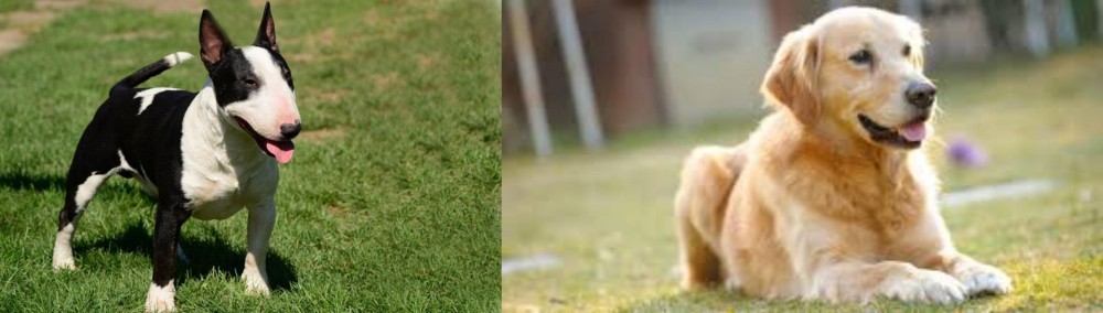 Goldador vs Bull Terrier Miniature - Breed Comparison