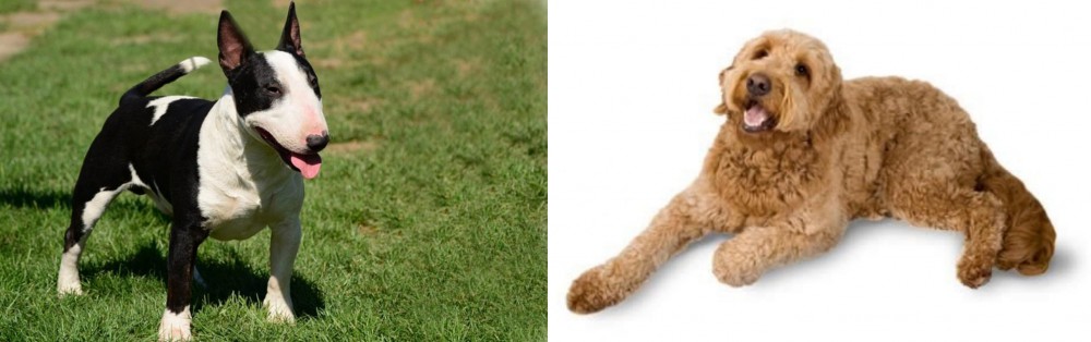 Golden Doodle vs Bull Terrier Miniature - Breed Comparison
