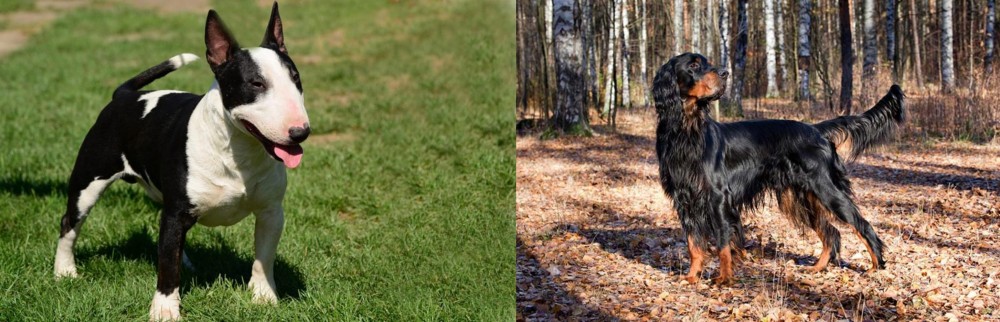 Gordon Setter vs Bull Terrier Miniature - Breed Comparison