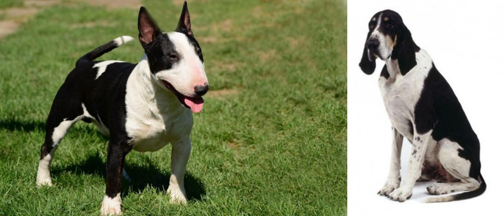 Grand Anglo-Francais Blanc et Noir vs Bull Terrier Miniature - Breed Comparison