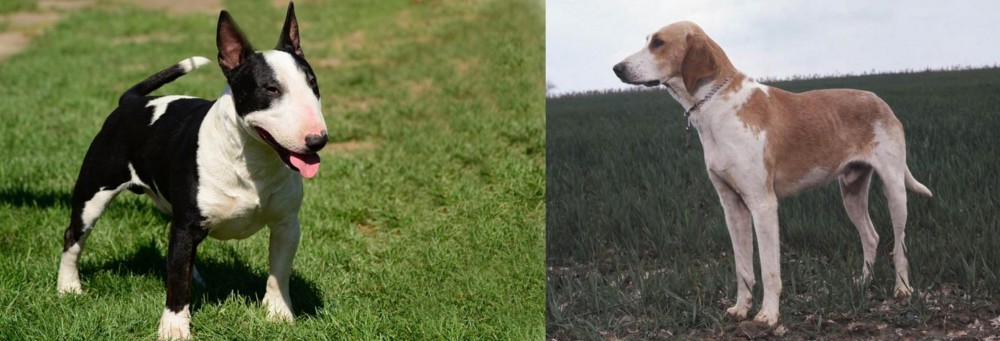 Grand Anglo-Francais Blanc et Orange vs Bull Terrier Miniature - Breed Comparison