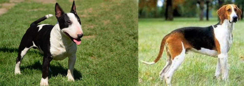 Grand Anglo-Francais Tricolore vs Bull Terrier Miniature - Breed Comparison