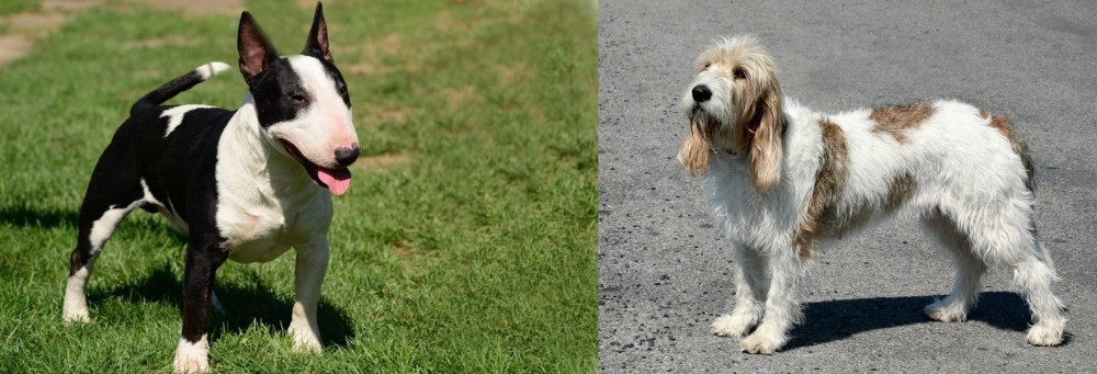 Grand Basset Griffon Vendeen vs Bull Terrier Miniature - Breed Comparison