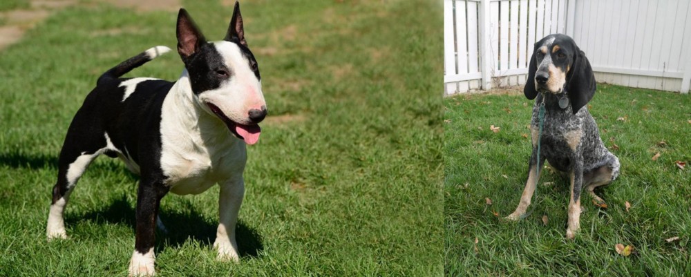 Grand Bleu de Gascogne vs Bull Terrier Miniature - Breed Comparison