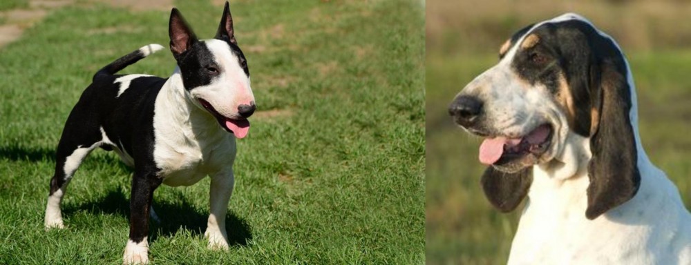 Grand Gascon Saintongeois vs Bull Terrier Miniature - Breed Comparison