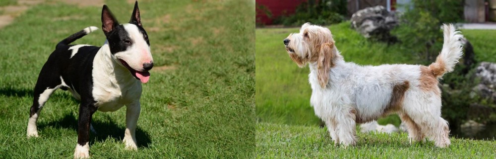 Grand Griffon Vendeen vs Bull Terrier Miniature - Breed Comparison