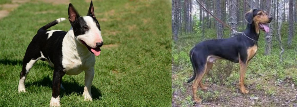 Greek Harehound vs Bull Terrier Miniature - Breed Comparison