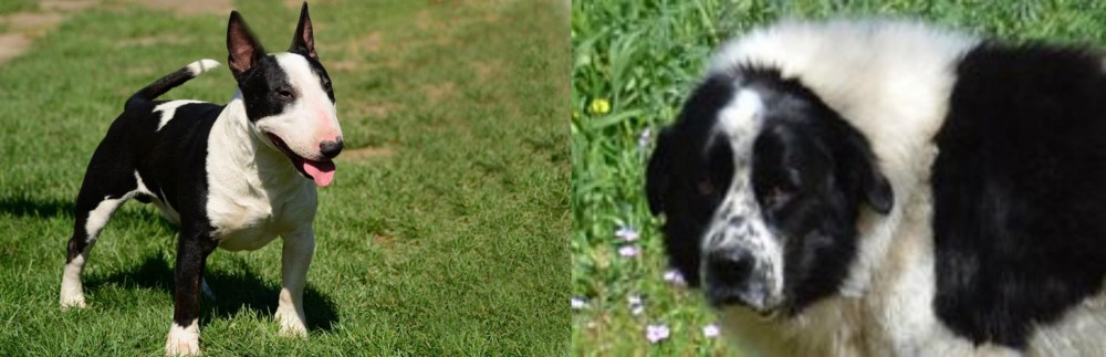 Greek Sheepdog vs Bull Terrier Miniature - Breed Comparison