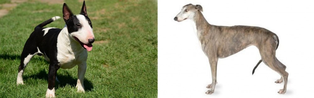 Greyhound vs Bull Terrier Miniature - Breed Comparison