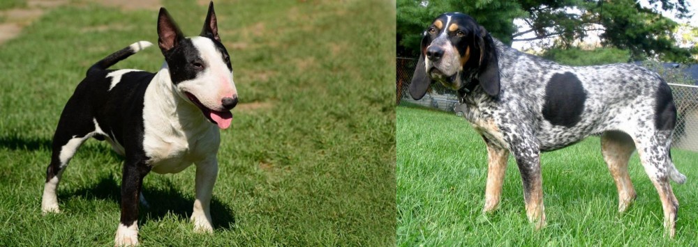 Griffon Bleu de Gascogne vs Bull Terrier Miniature - Breed Comparison