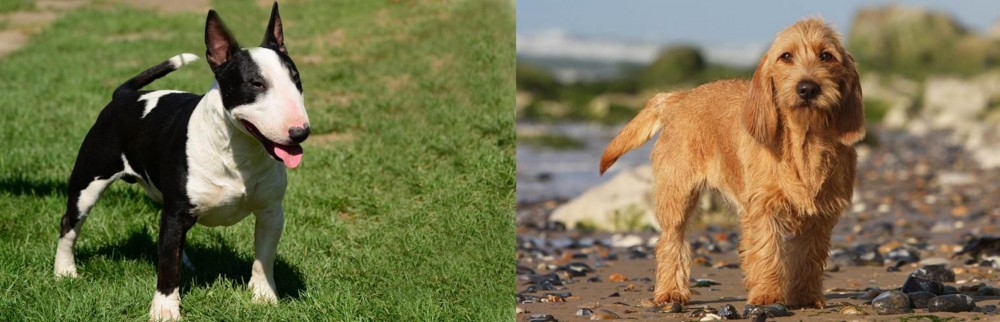 Griffon Fauve de Bretagne vs Bull Terrier Miniature - Breed Comparison