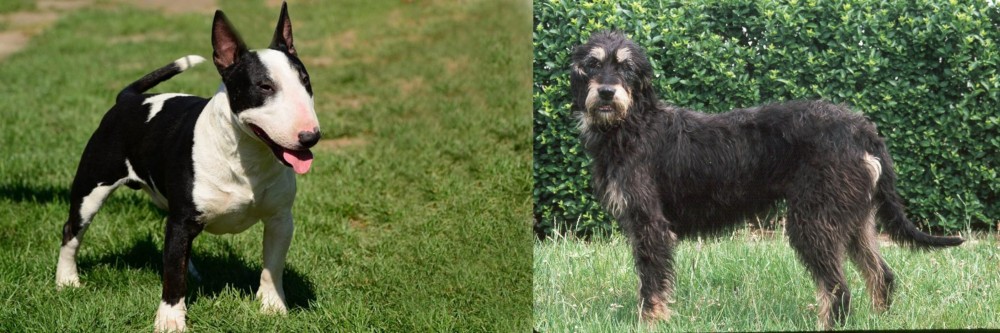 Griffon Nivernais vs Bull Terrier Miniature - Breed Comparison