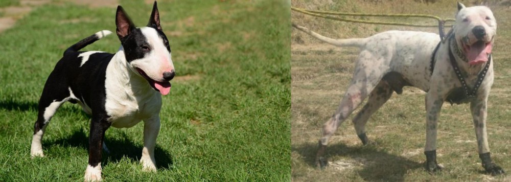 Gull Dong vs Bull Terrier Miniature - Breed Comparison