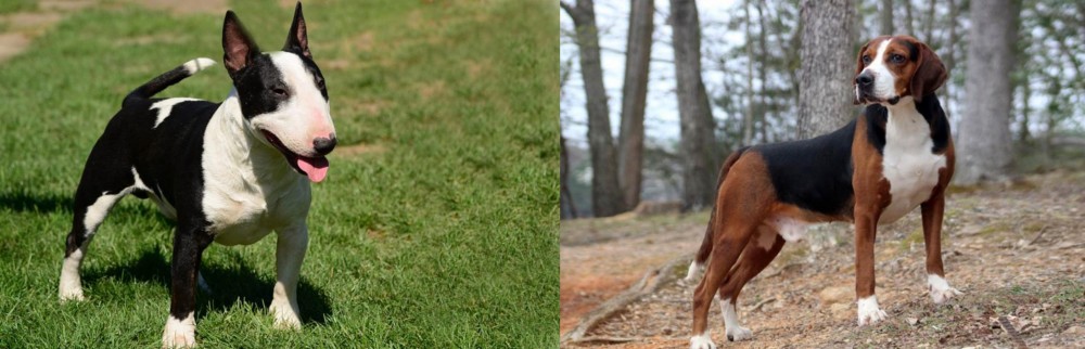 Hamiltonstovare vs Bull Terrier Miniature - Breed Comparison
