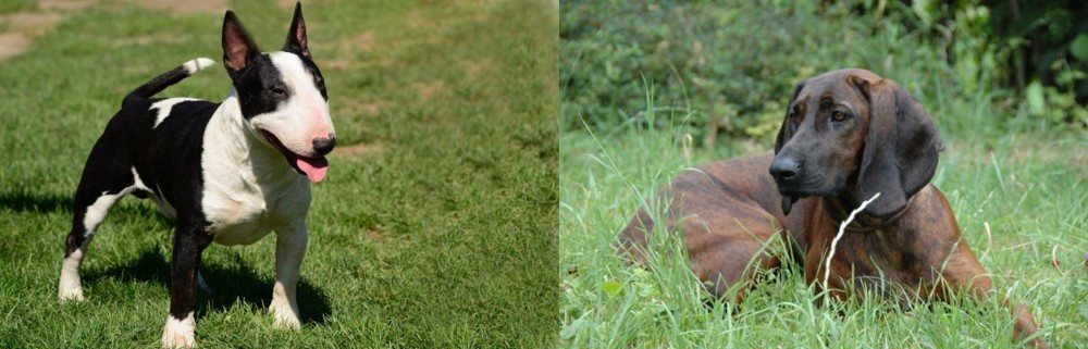 Hanover Hound vs Bull Terrier Miniature - Breed Comparison
