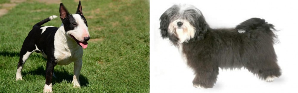 Havanese vs Bull Terrier Miniature - Breed Comparison