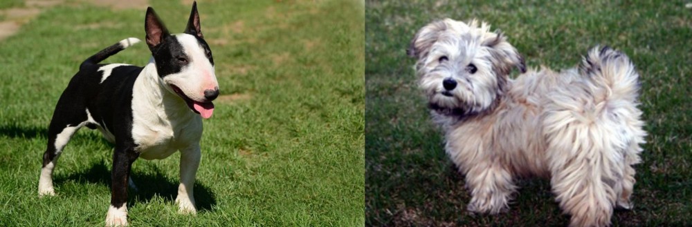 Havapoo vs Bull Terrier Miniature - Breed Comparison