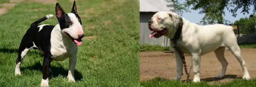 Hermes Bulldogge vs Bull Terrier Miniature - Breed Comparison