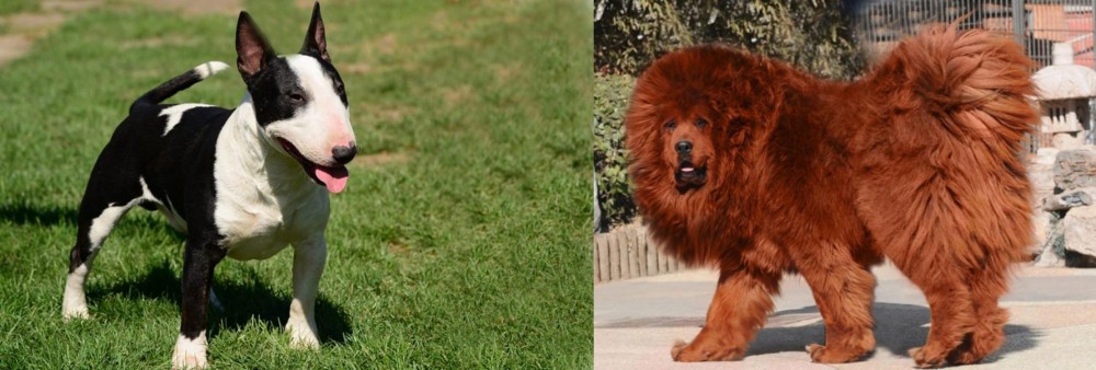 Himalayan Mastiff vs Bull Terrier Miniature - Breed Comparison