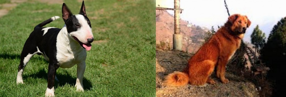 Himalayan Sheepdog vs Bull Terrier Miniature - Breed Comparison