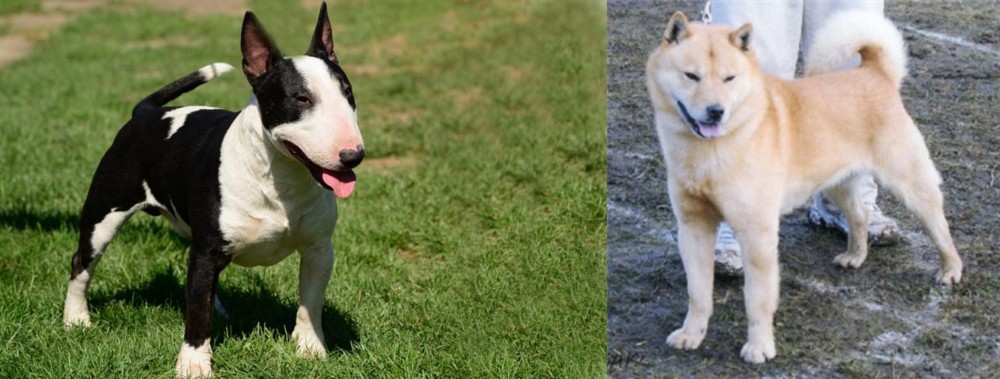 Hokkaido vs Bull Terrier Miniature - Breed Comparison