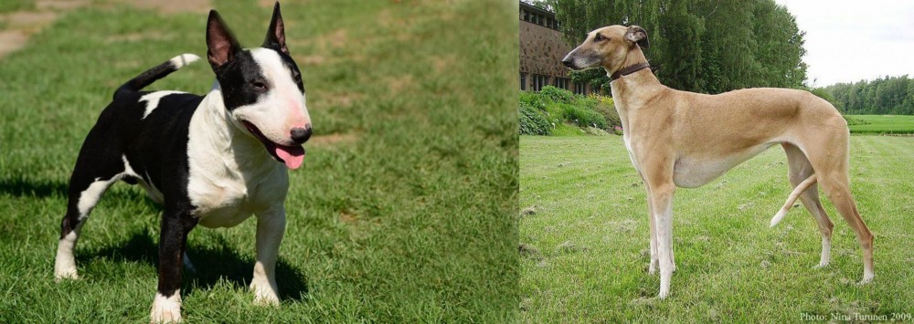 Hortaya Borzaya vs Bull Terrier Miniature - Breed Comparison
