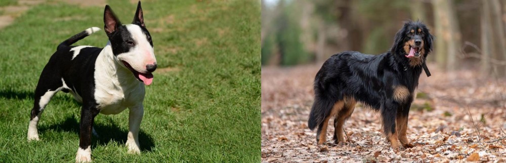 Hovawart vs Bull Terrier Miniature - Breed Comparison