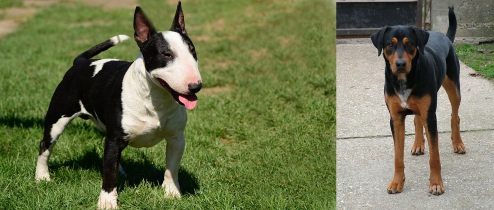 Hungarian Hound vs Bull Terrier Miniature - Breed Comparison