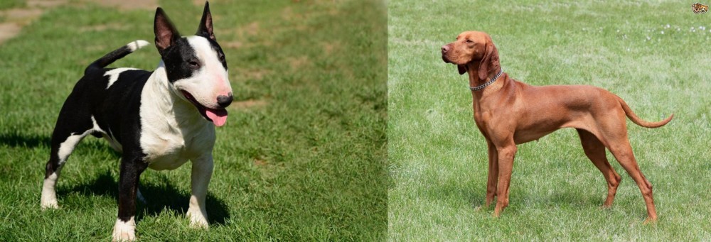 Hungarian Vizsla vs Bull Terrier Miniature - Breed Comparison
