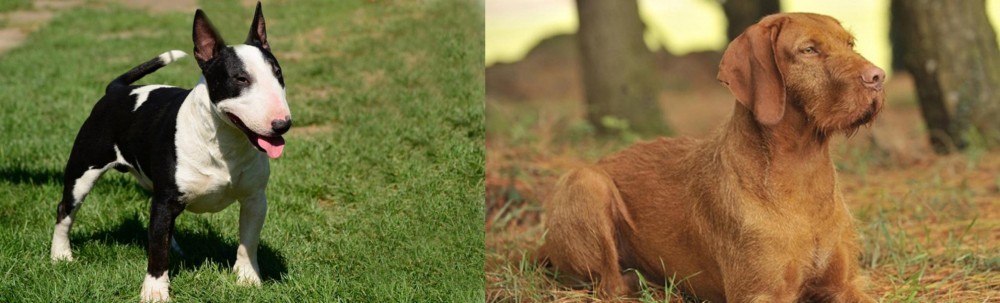 Hungarian Wirehaired Vizsla vs Bull Terrier Miniature - Breed Comparison