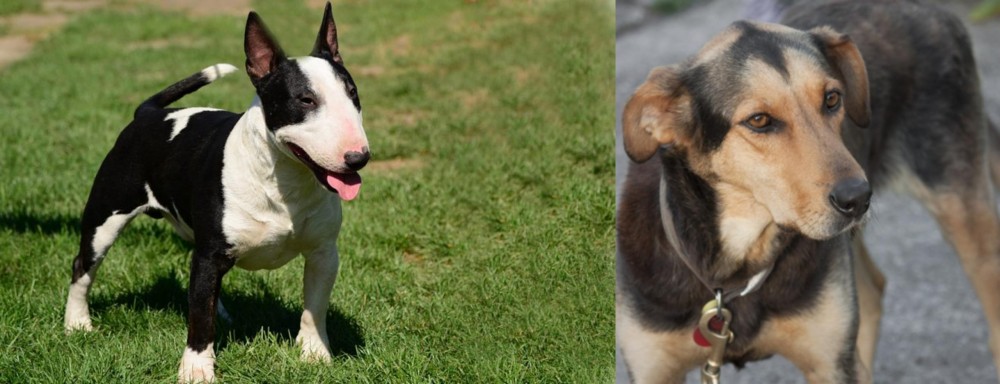 Huntaway vs Bull Terrier Miniature - Breed Comparison