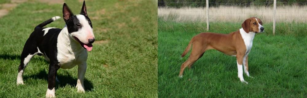 Hygenhund vs Bull Terrier Miniature - Breed Comparison