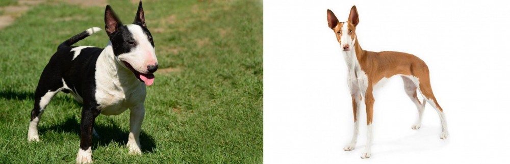 Ibizan Hound vs Bull Terrier Miniature - Breed Comparison