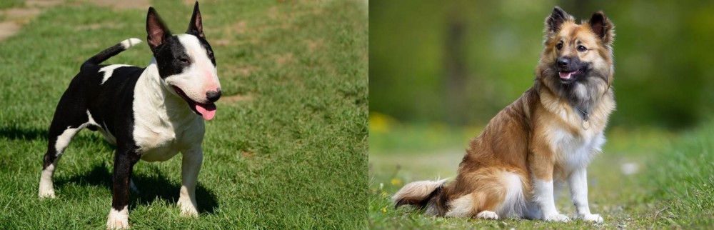 Icelandic Sheepdog vs Bull Terrier Miniature - Breed Comparison