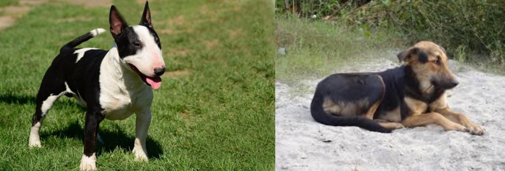 Indian Pariah Dog vs Bull Terrier Miniature - Breed Comparison