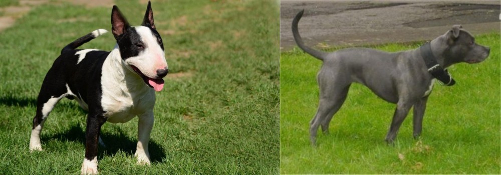 Irish Bull Terrier vs Bull Terrier Miniature - Breed Comparison