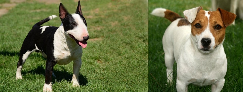 Irish Jack Russell vs Bull Terrier Miniature - Breed Comparison