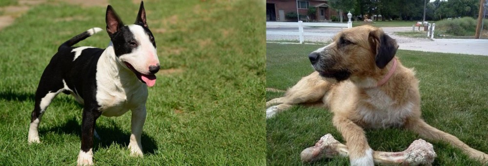 Irish Mastiff Hound vs Bull Terrier Miniature - Breed Comparison