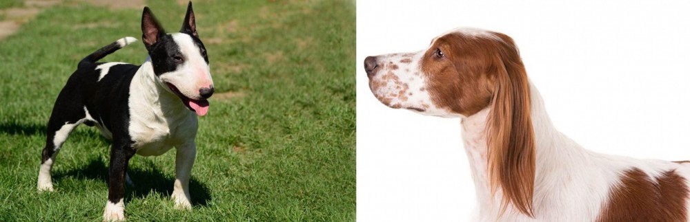 Irish Red and White Setter vs Bull Terrier Miniature - Breed Comparison