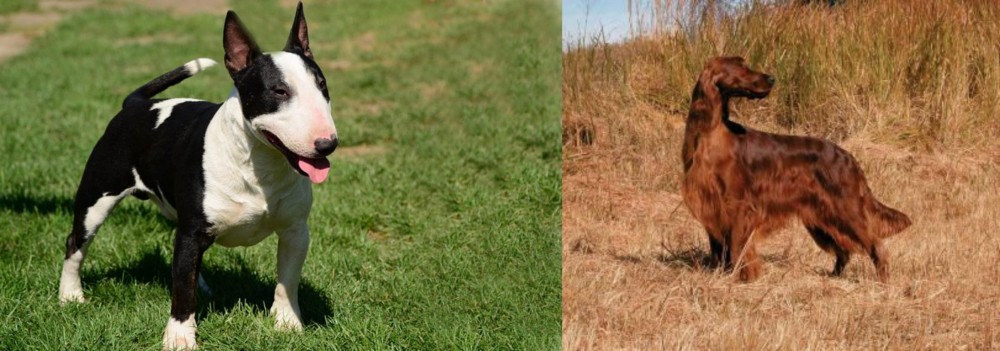 Irish Setter vs Bull Terrier Miniature - Breed Comparison
