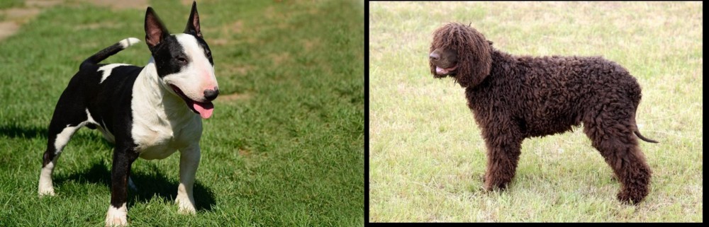 Irish Water Spaniel vs Bull Terrier Miniature - Breed Comparison